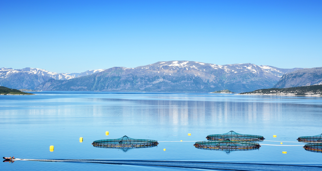 What makes Omega‑3 from Norwegian salmon different?