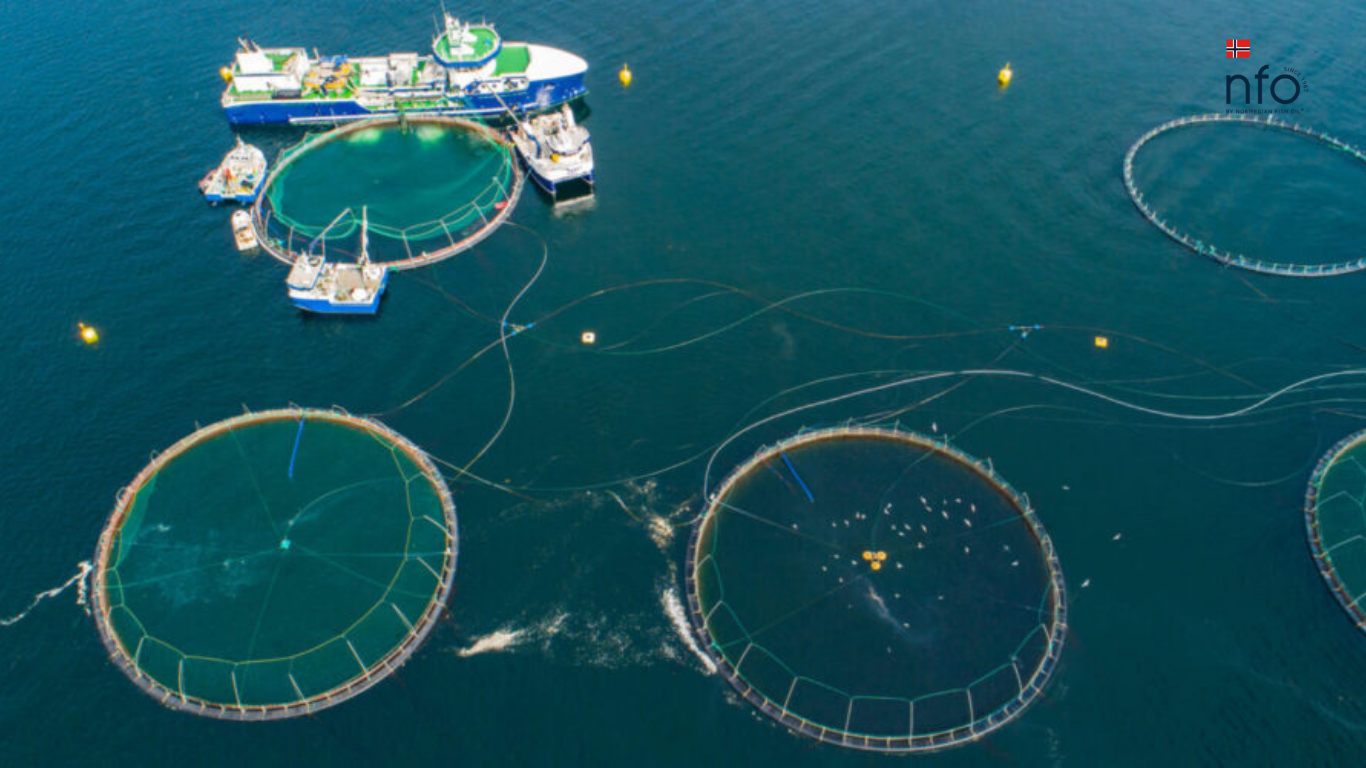 Wild vs. Farmed Salmon: Which One Truly Deserves a Spot on Your Plate?